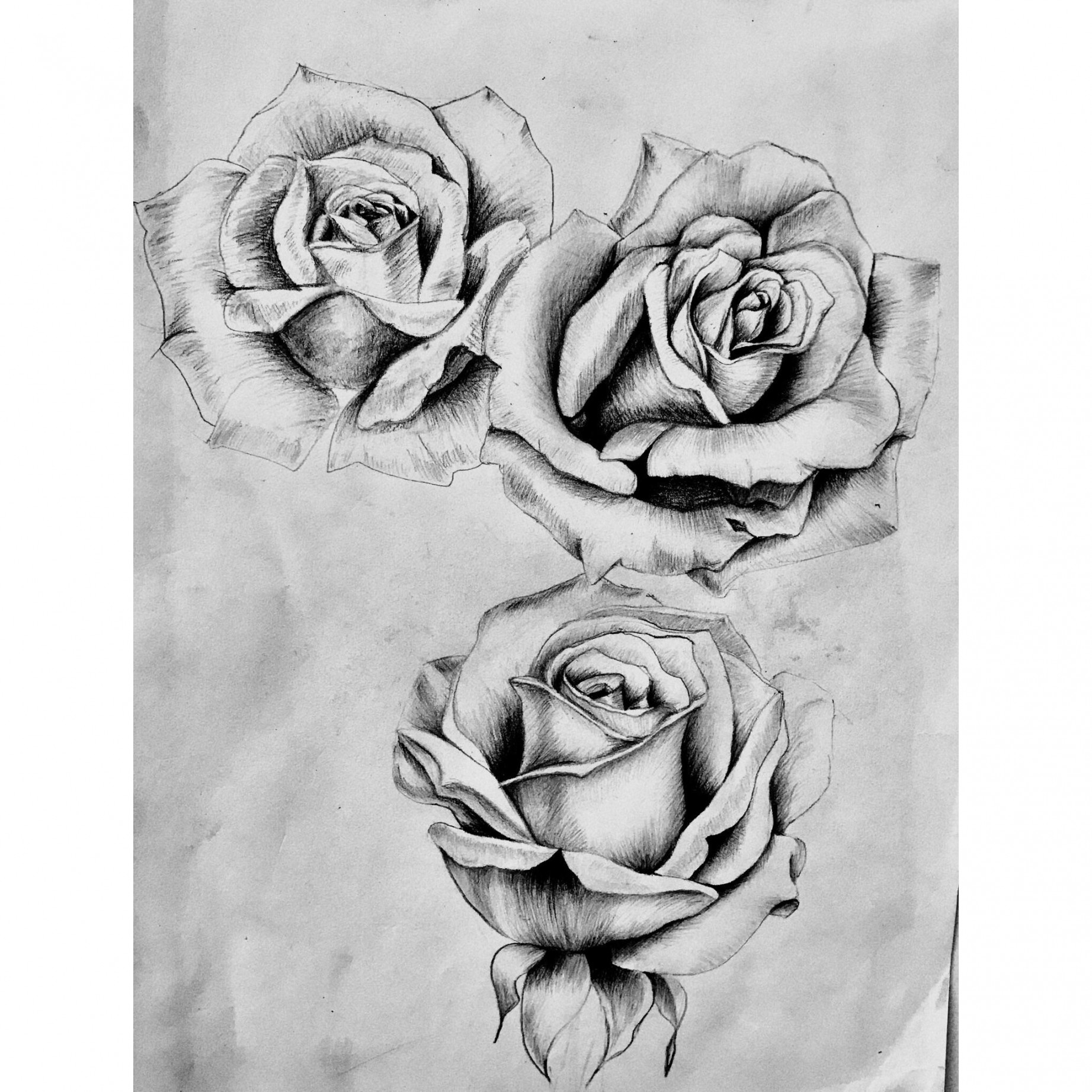 Just finished this pencil drawing of  roses