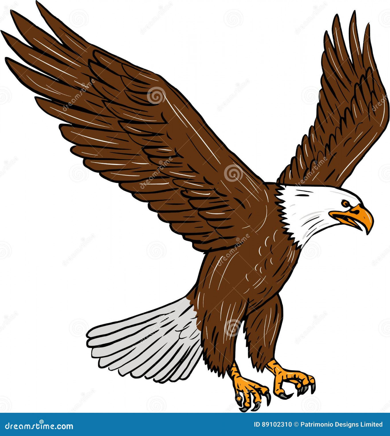 Kahler Eagle Flying Drawing Vektor Abbildung - Illustration von