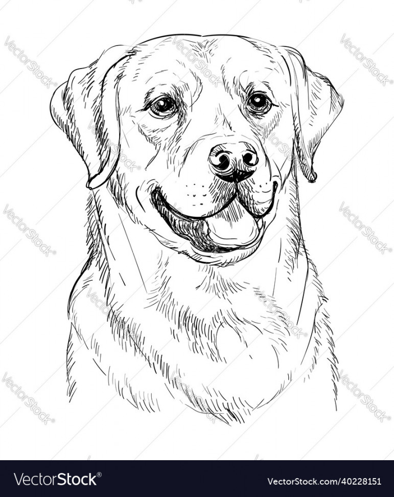 Labrador retriever dog hand drawing Royalty Free Vector