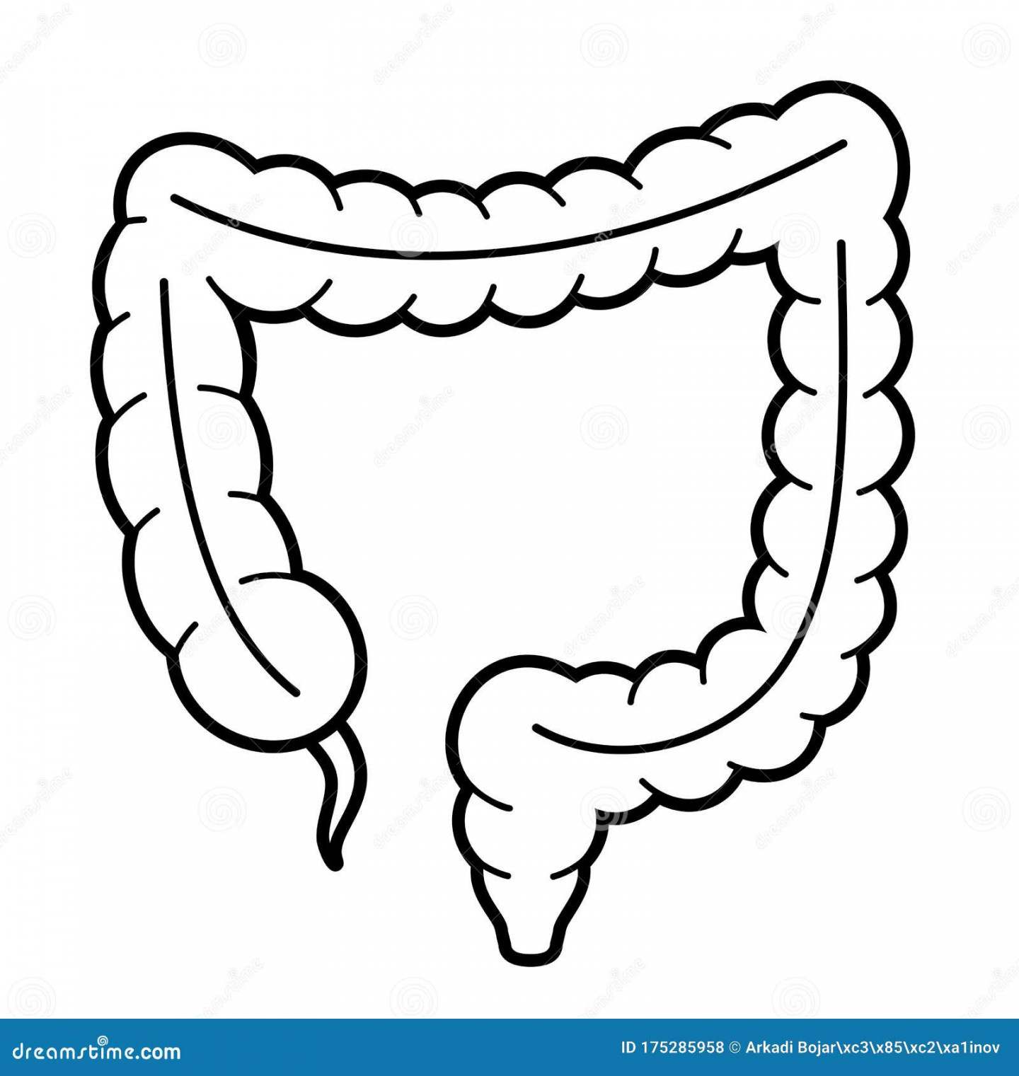 Large Intestine Anatomy Vector Icon Stock Vector - Illustration of