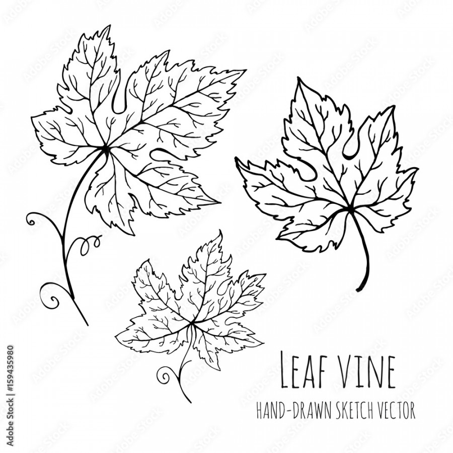 Leaf vine. Grapes, grape leaves