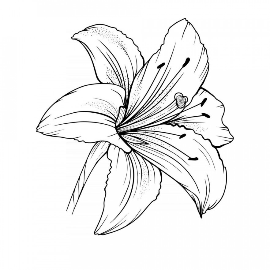 Lily Flower Outline Lilies LIne Art Line Drawing  Vector