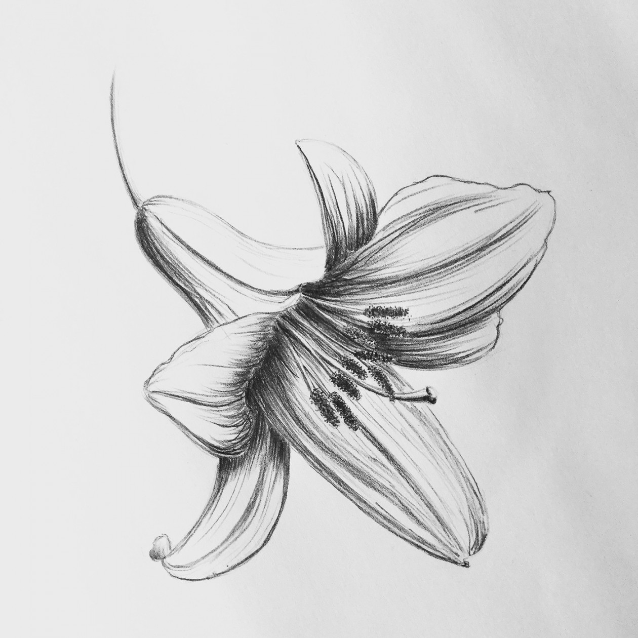 Lily flower. Pencil drawing