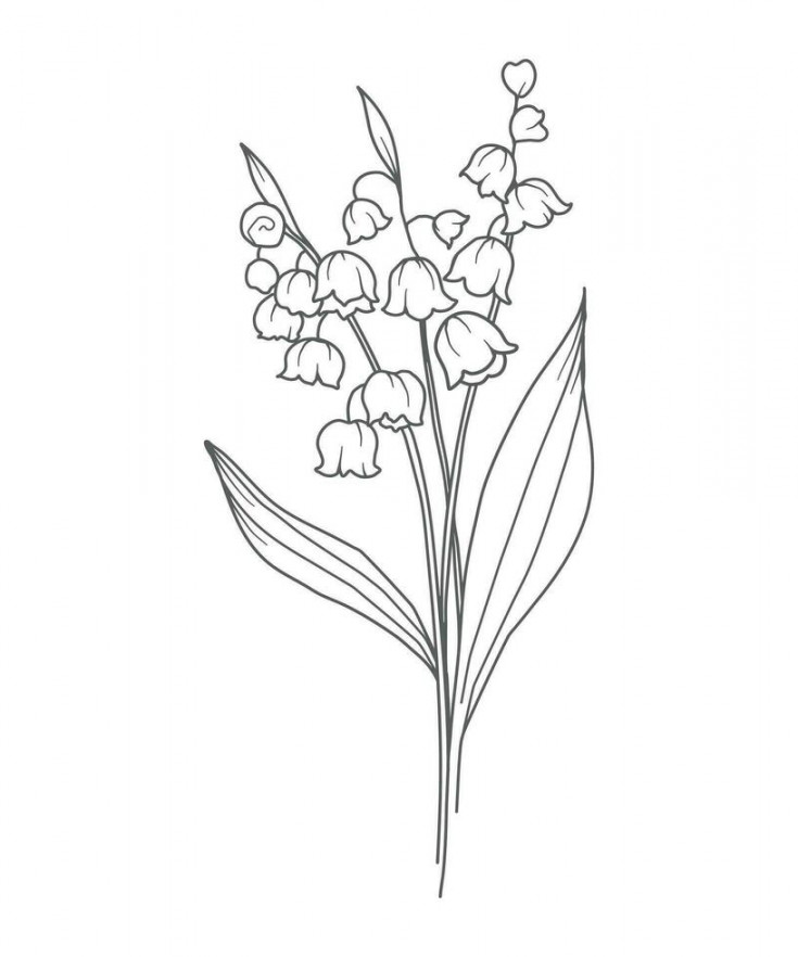 Lily Of the Valley Line Art