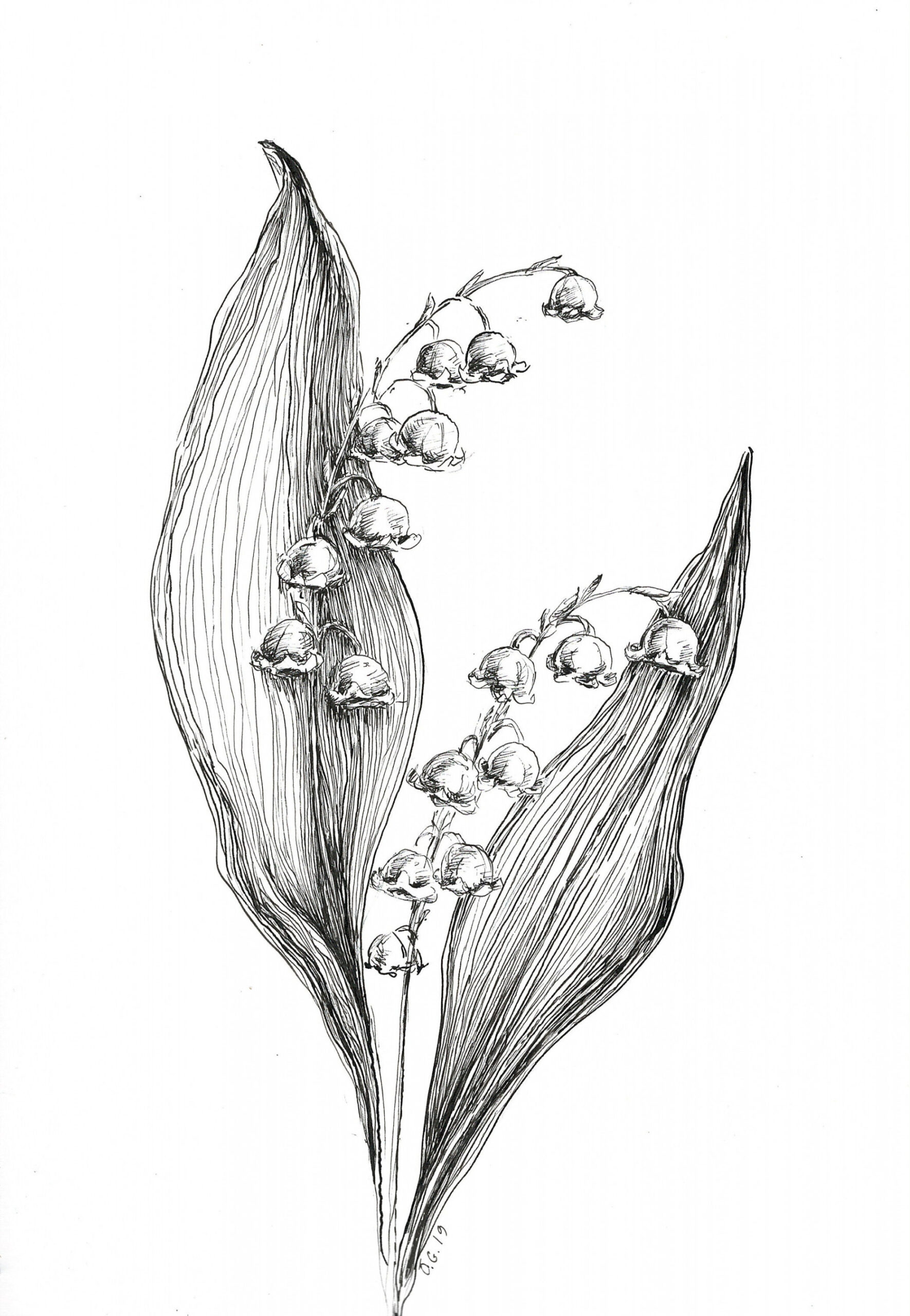 Lily of the valley print, lily of the valley drawing, lily sketch art, lily  flower art, flower artwirk ink, pen and ink, black and white art