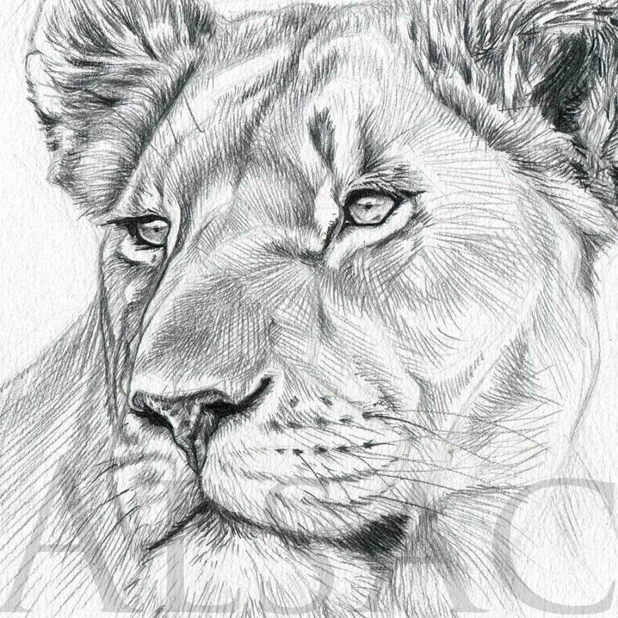 Lioness Portrait " Illustration by Stéphane Alsac - Wildlife Artist