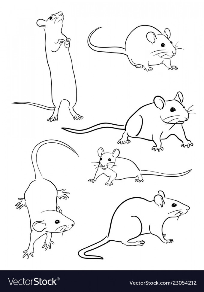 Mice line art  Royalty Free Vector Image - VectorStock