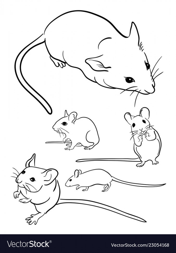 Mice line art  Royalty Free Vector Image - VectorStock