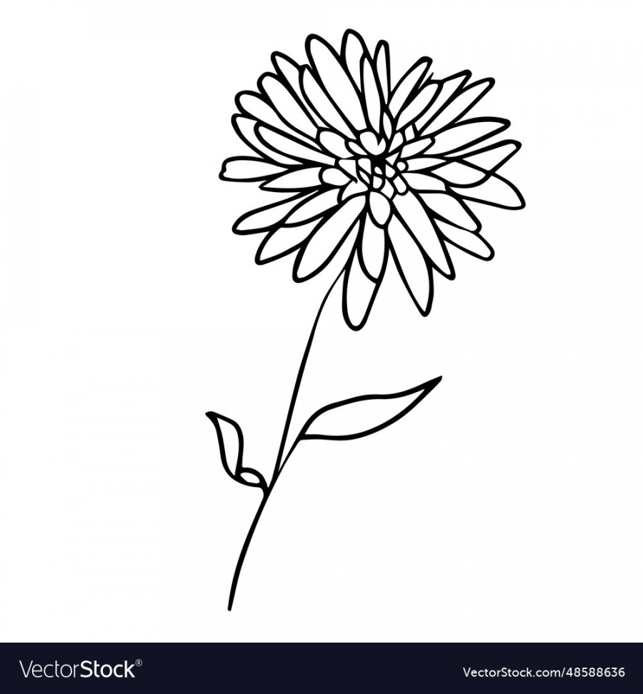 Minimalist simple aster flower tattoo Royalty Free Vector