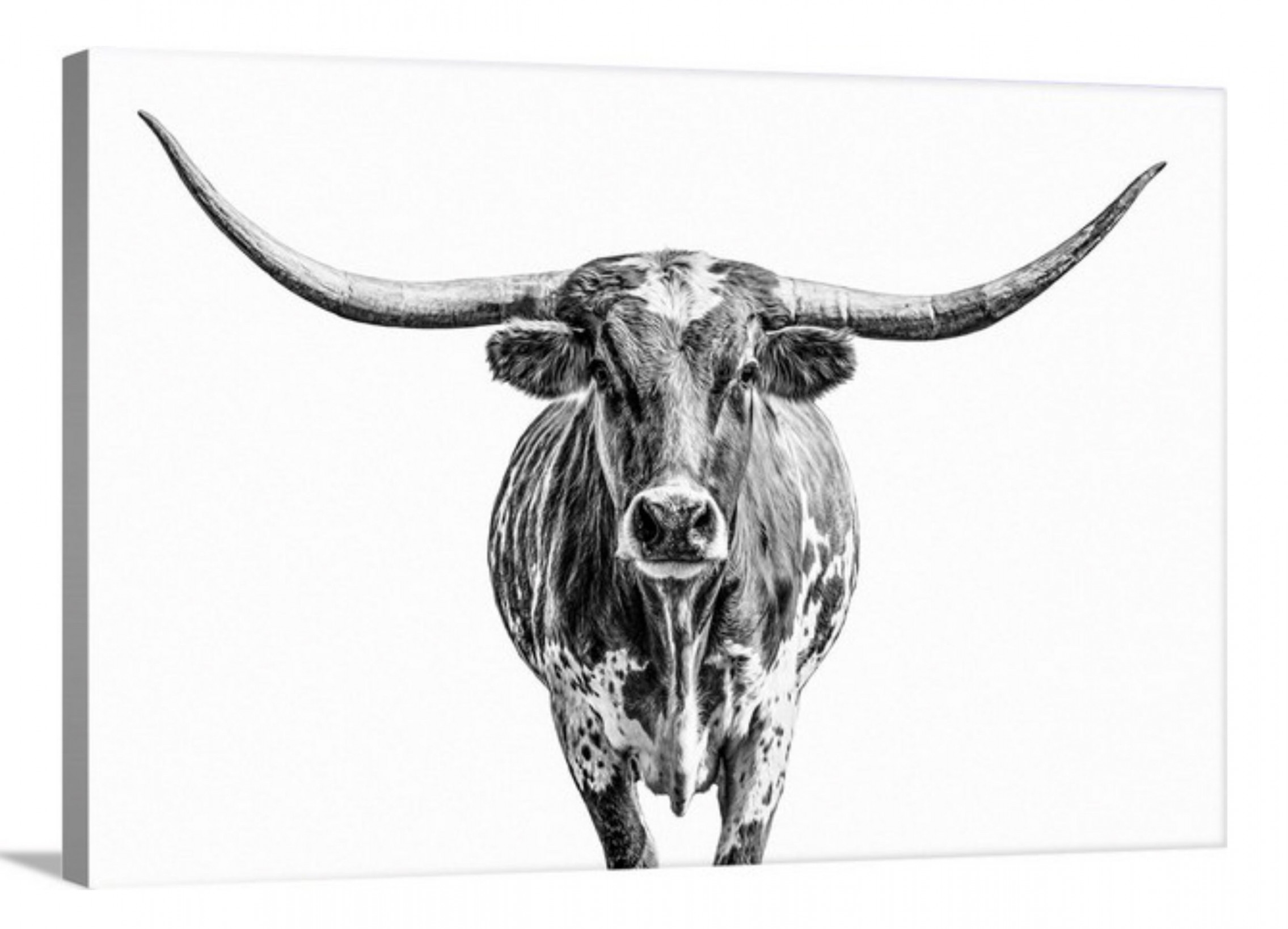 Minimalist Texas longhorn cow canvas photo print. Modern - Etsy