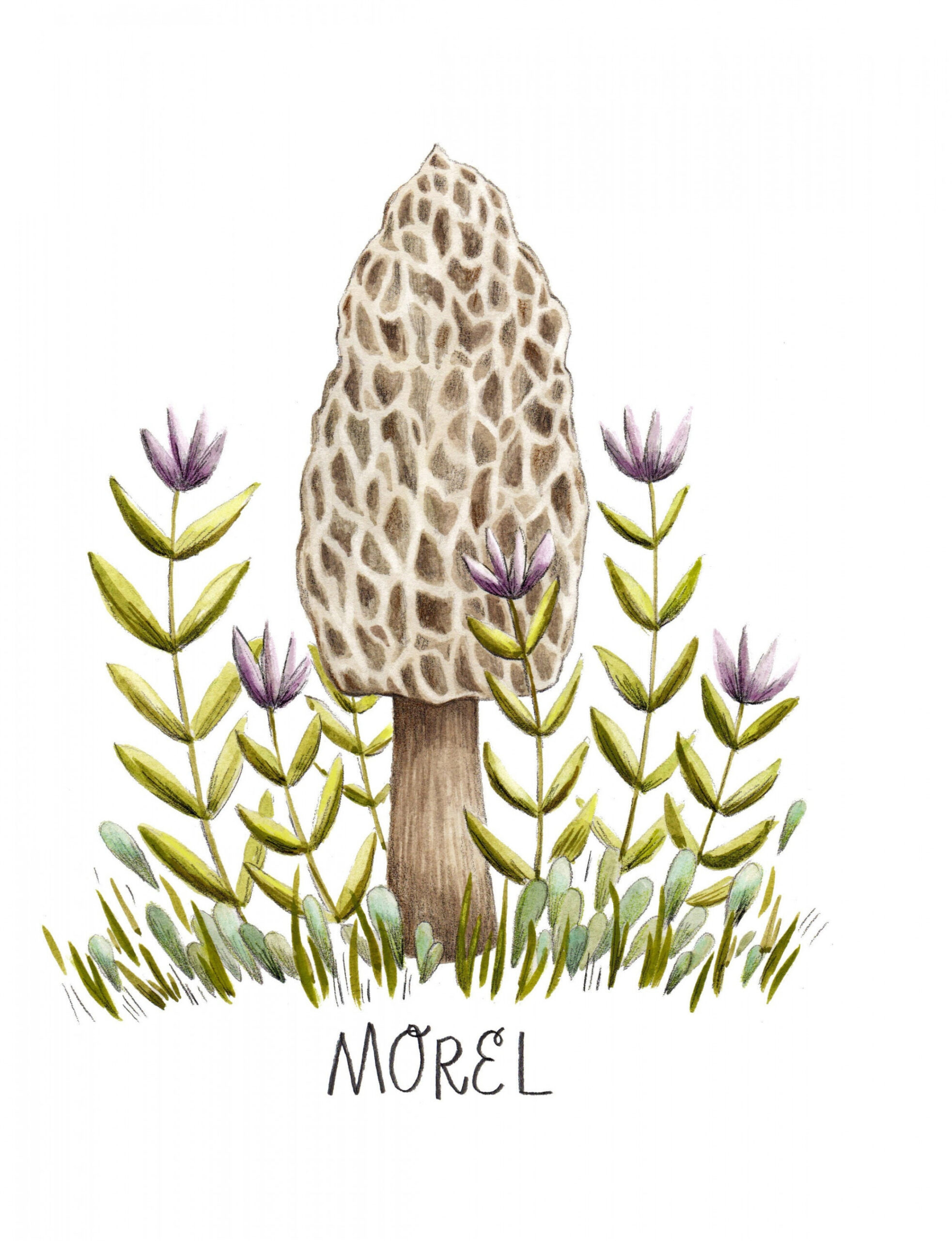 Morel Mushroom Art Print, Foraging Illustration, Watercolor