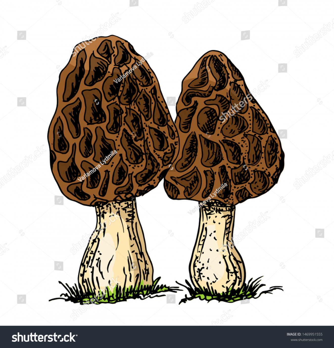 Morel Mushroom Hand Drawn Vector Illustration Stock Vector