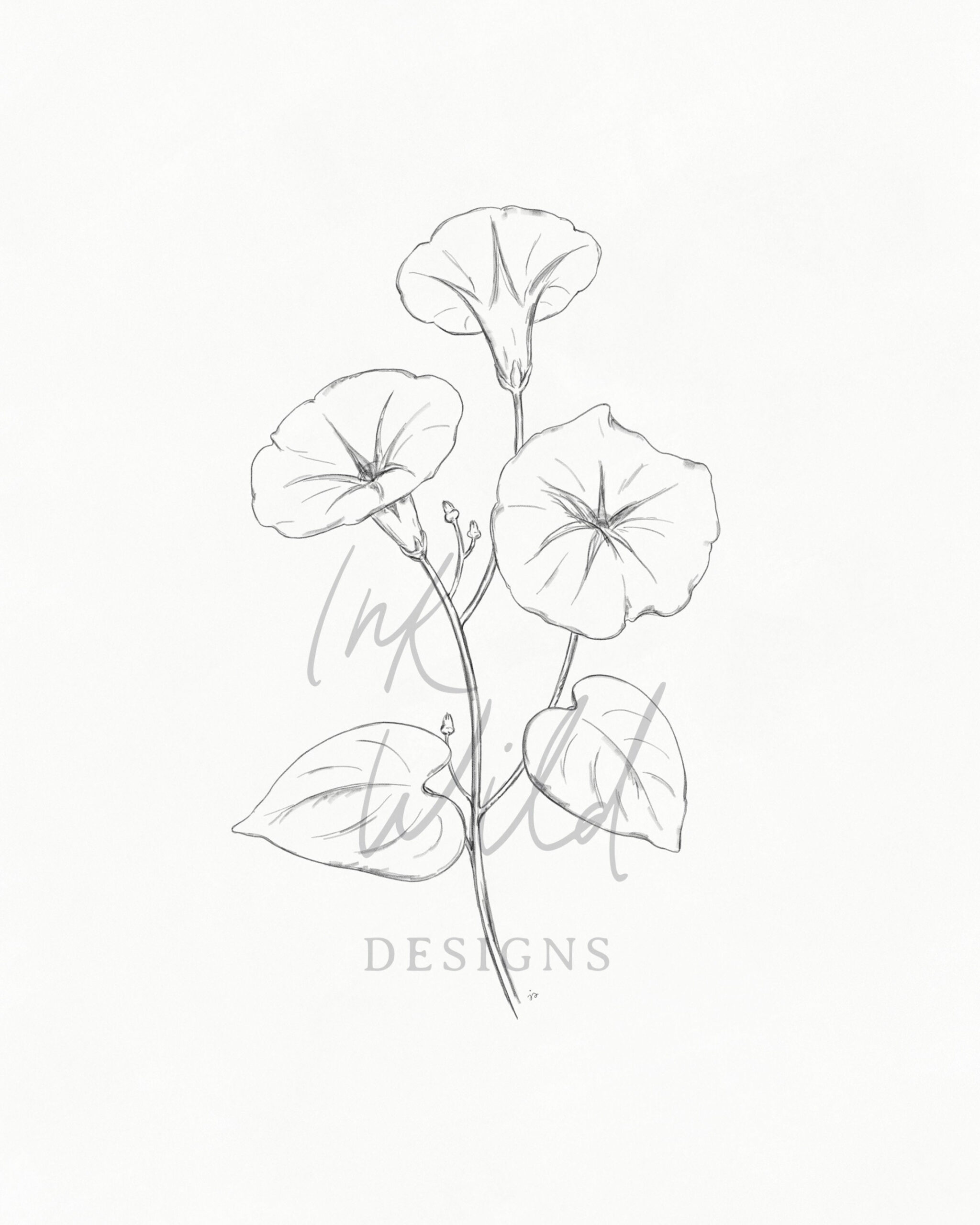 Morning Glory Drawing Morning Glory Print Floral Drawing Pencil