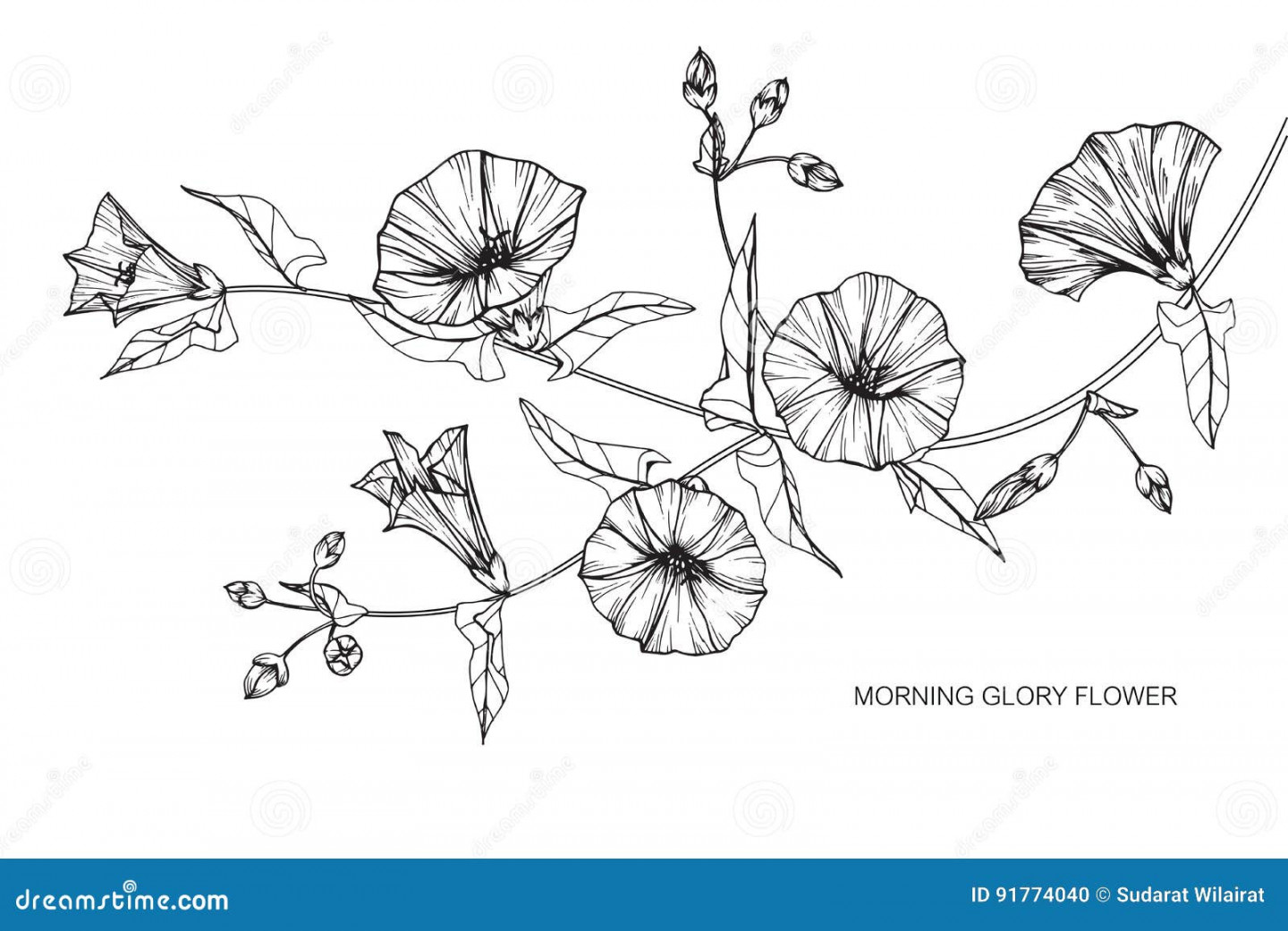 Morning Glory Flowers Drawing and Sketch with Line-art Stock