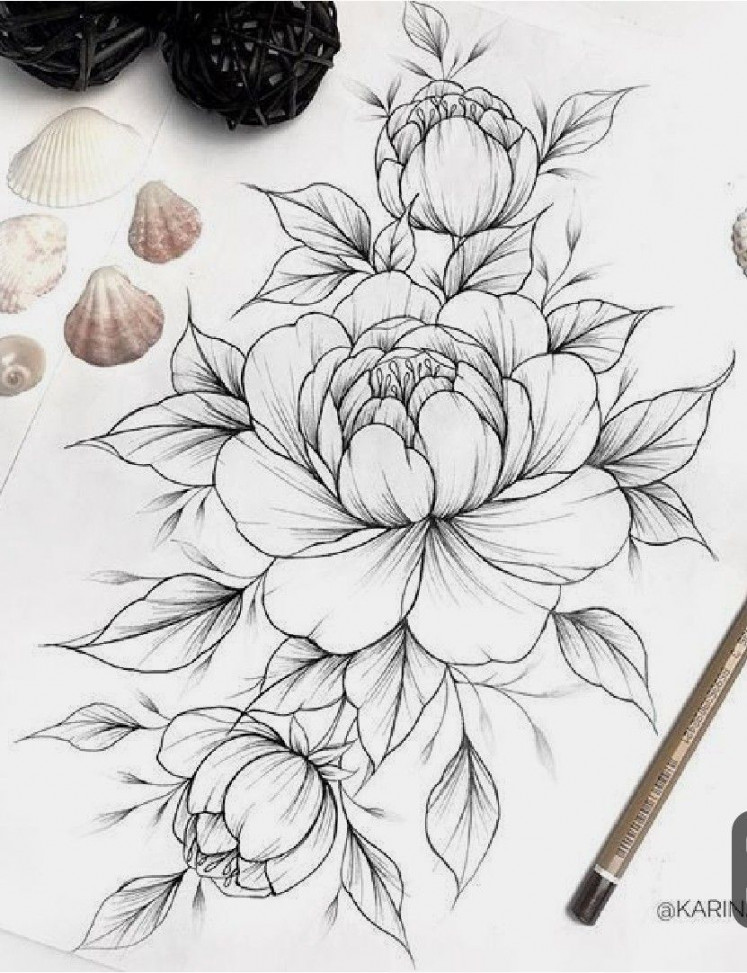 Most current Snap Shots Peonies drawing Ideas The peony is usually