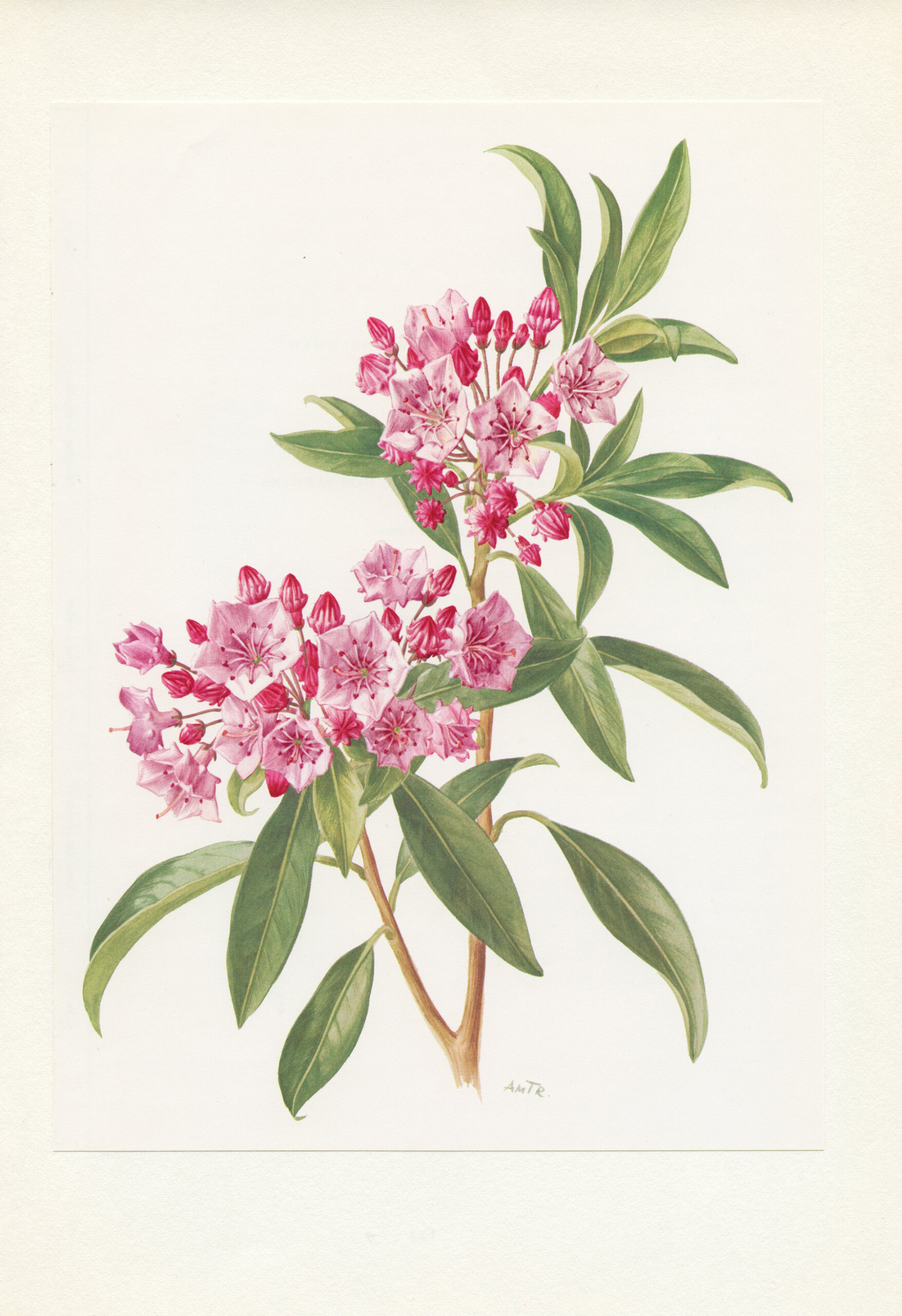 Mountain Laurel Botanical Art From