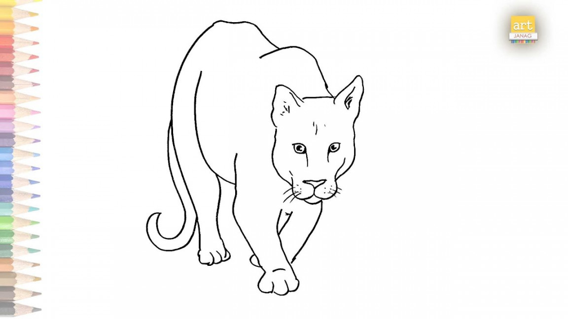 Mountain Lion walking position drawing  How to draw Mountain Lion step by  step  Outline drawings