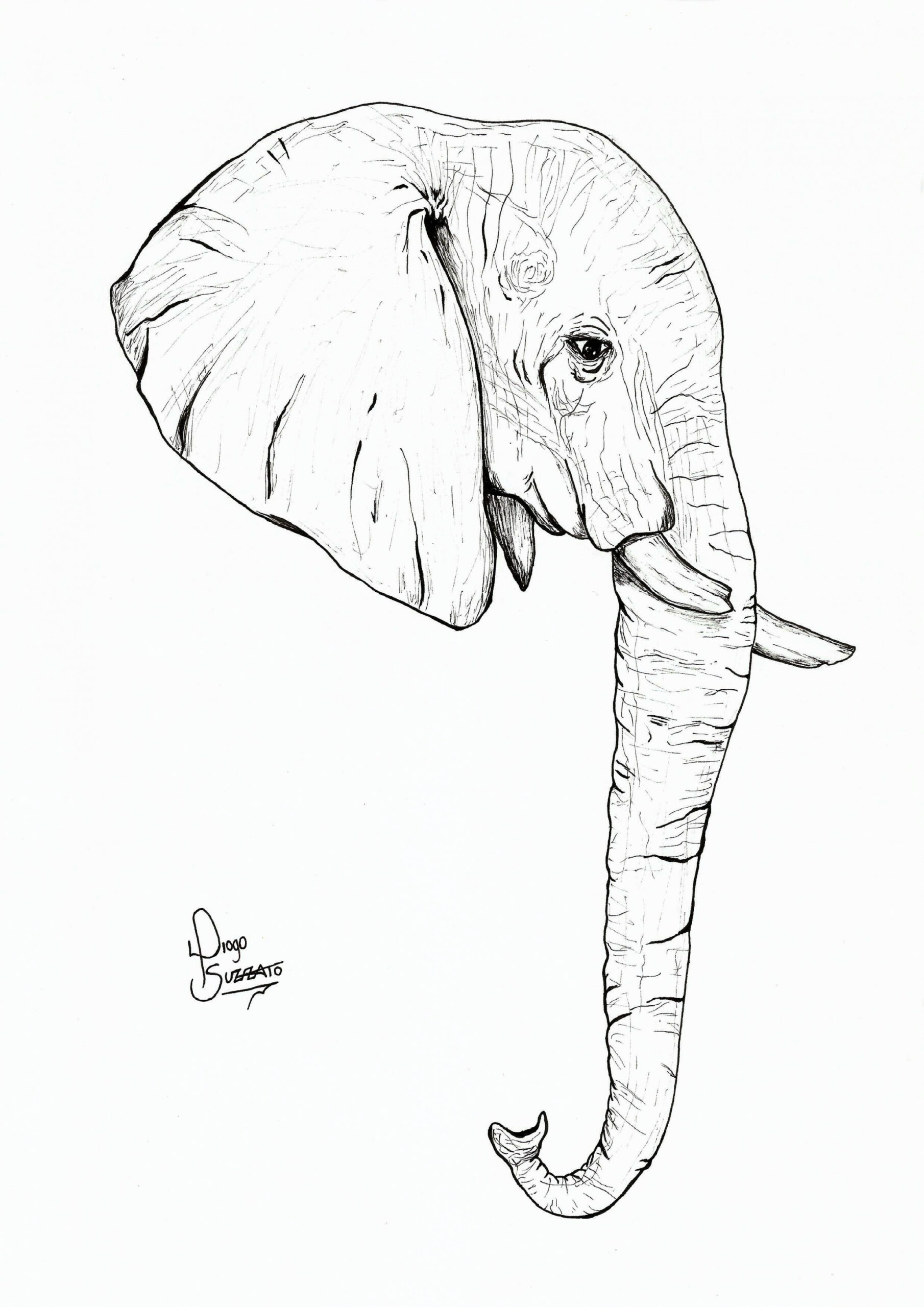 Original Draw "Elephant Head"  Elephant head drawing, Elephant