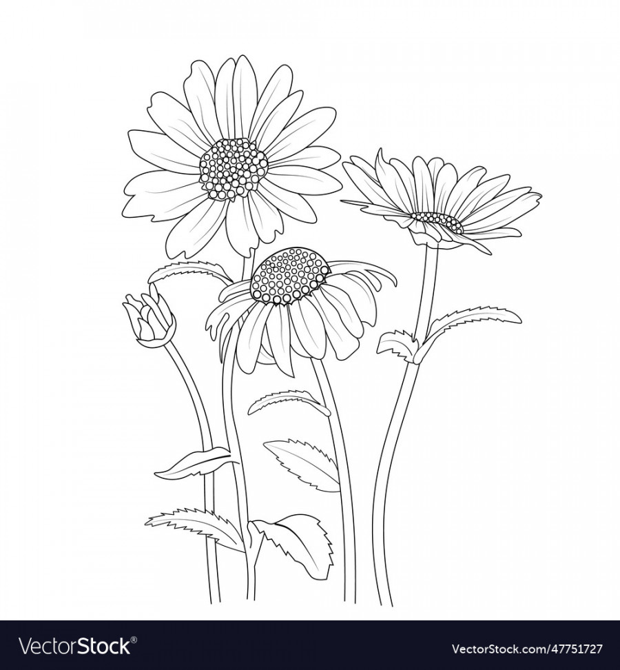 Outline simple daisy drawing Royalty Free Vector Image