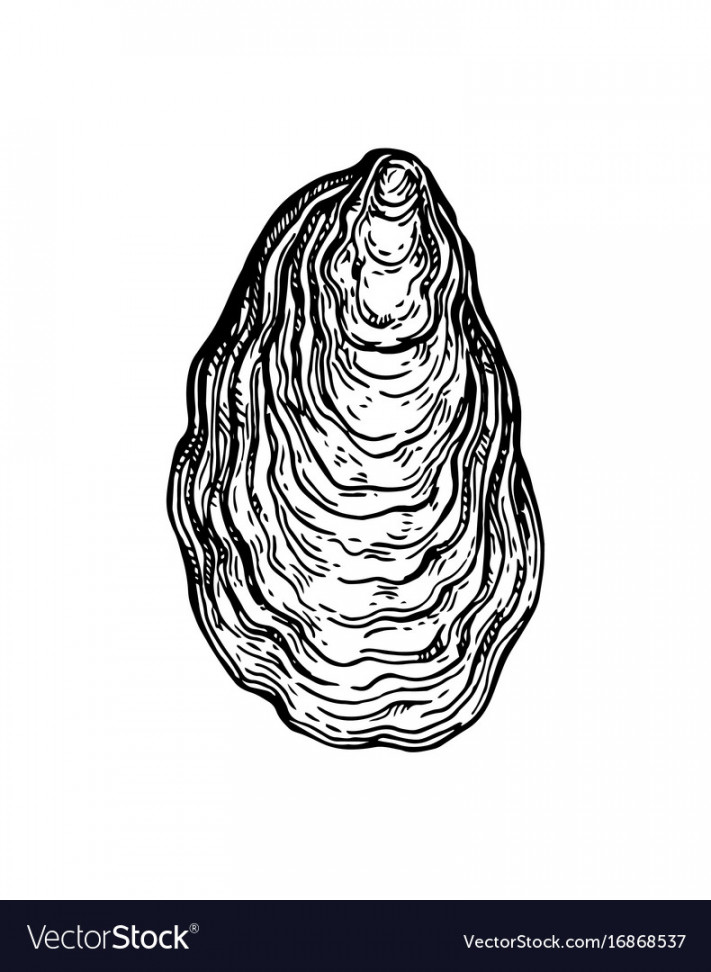 Oyster shell ink sketch Royalty Free Vector Image