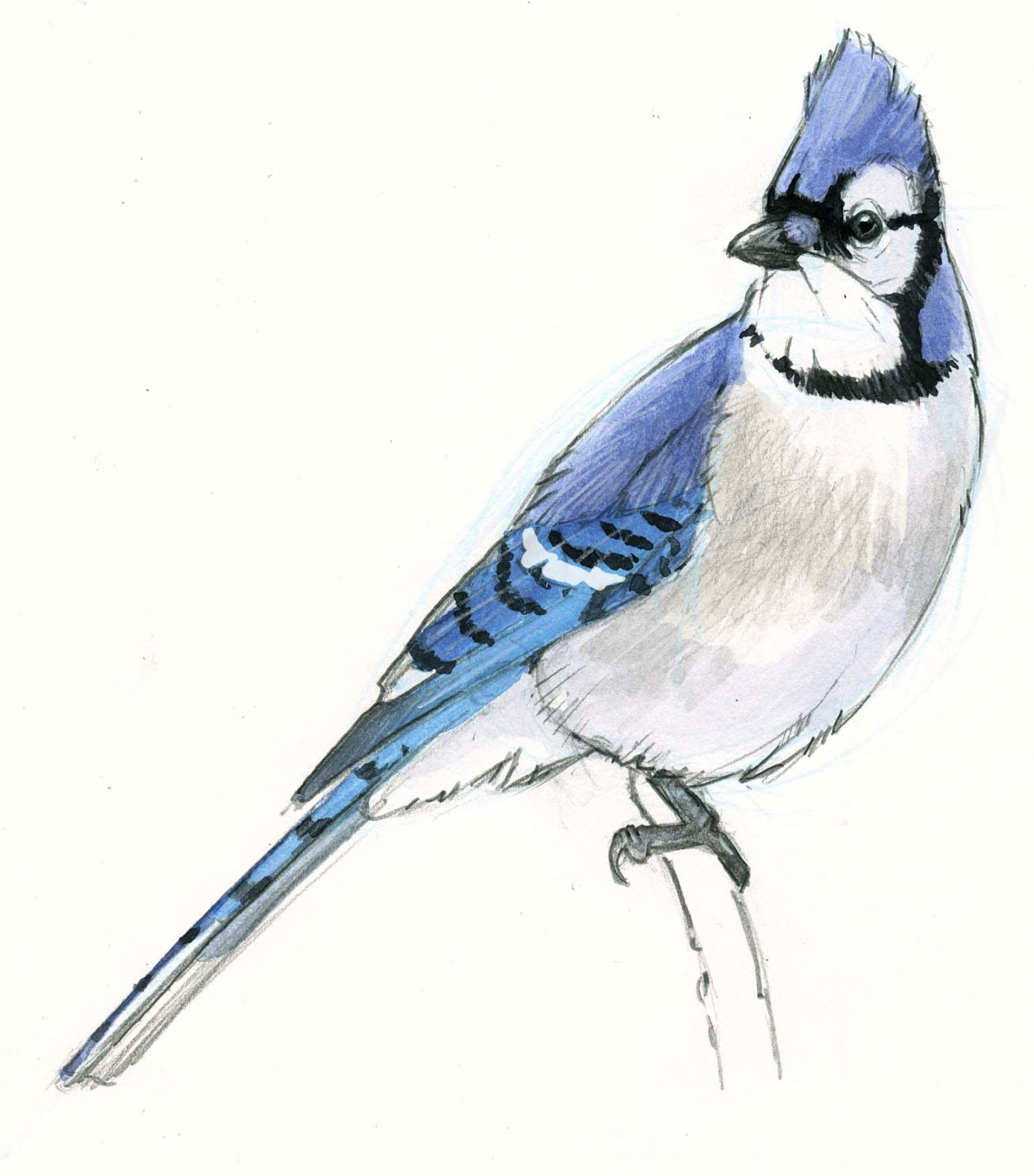 Paint a Blue Jay step-by-step • John Muir Laws