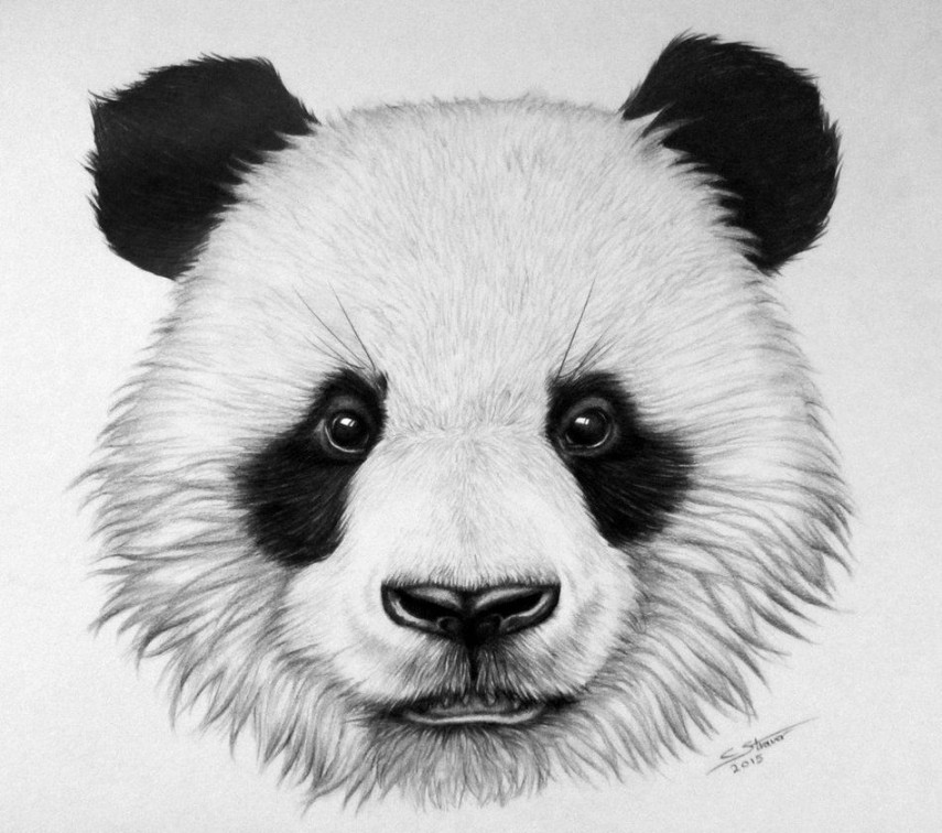 Panda drawing, Panda painting, Panda art