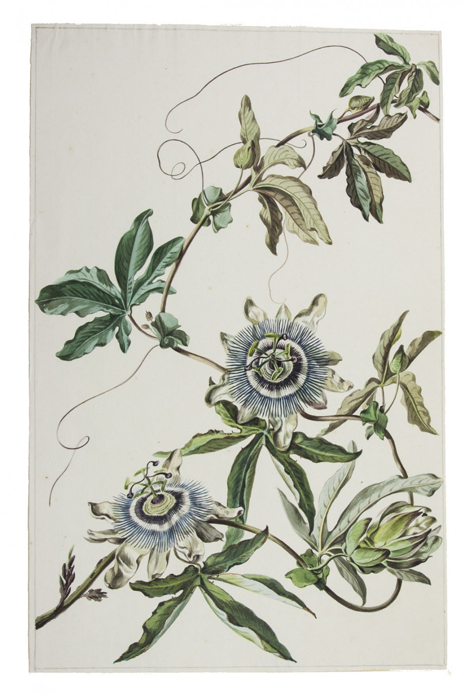 [Passiflora caerula or blue passion flower].