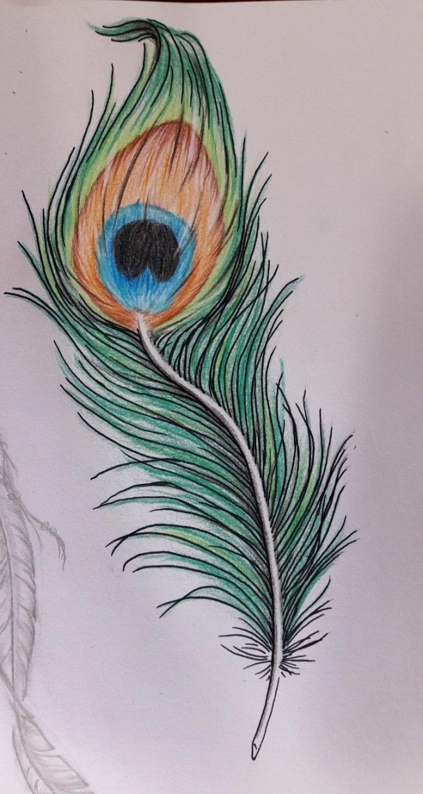 Peacock feather by flavia fricker  Feather drawing, Peacock