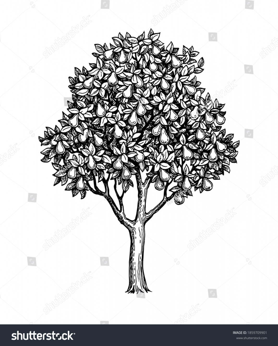 Pear Tree Ink Sketch Isolated On Stock Vector (Royalty Free