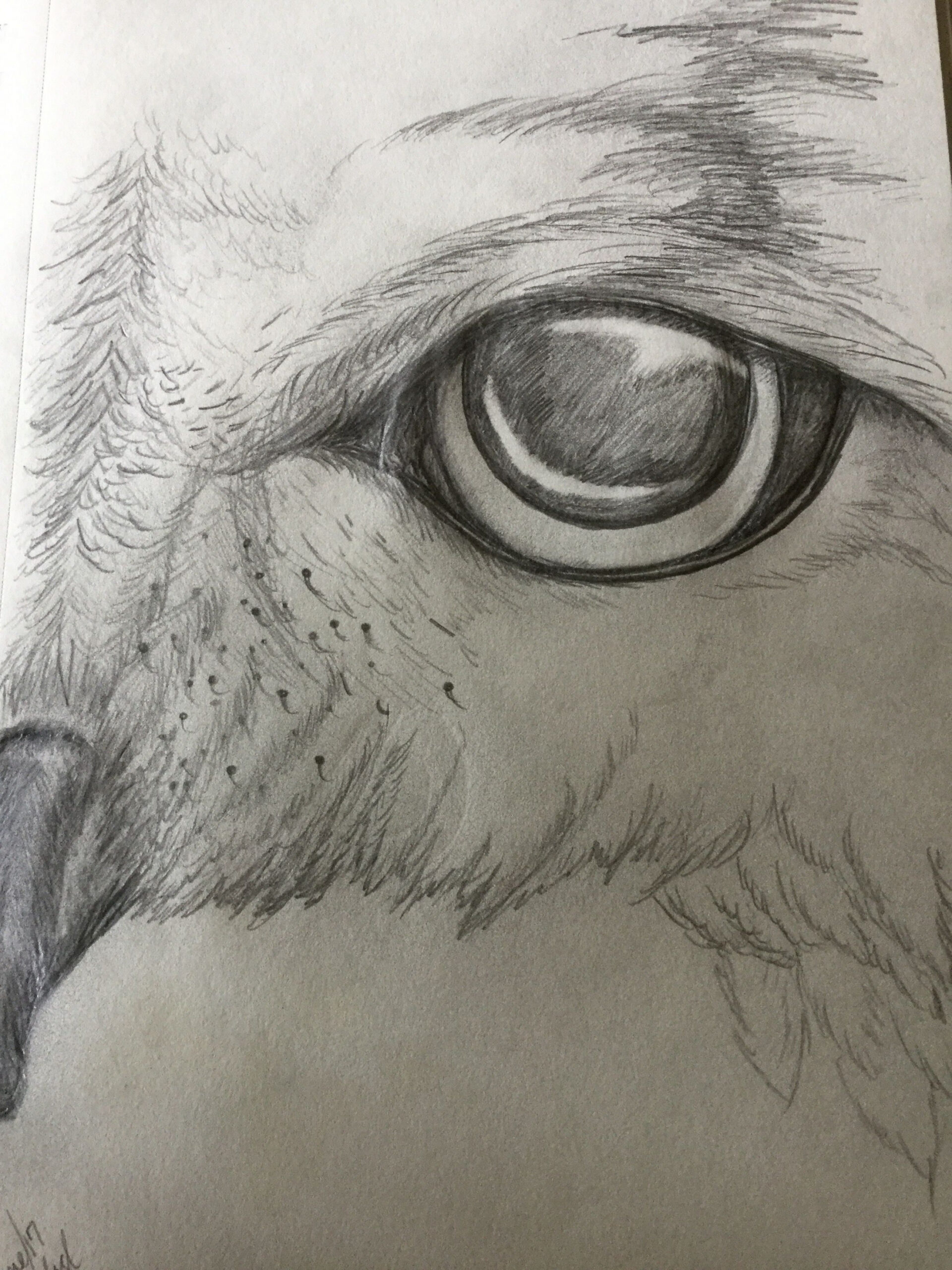 Pencil drawing of Owl Eye  Owls drawing, Owl eyes, Pencil drawings