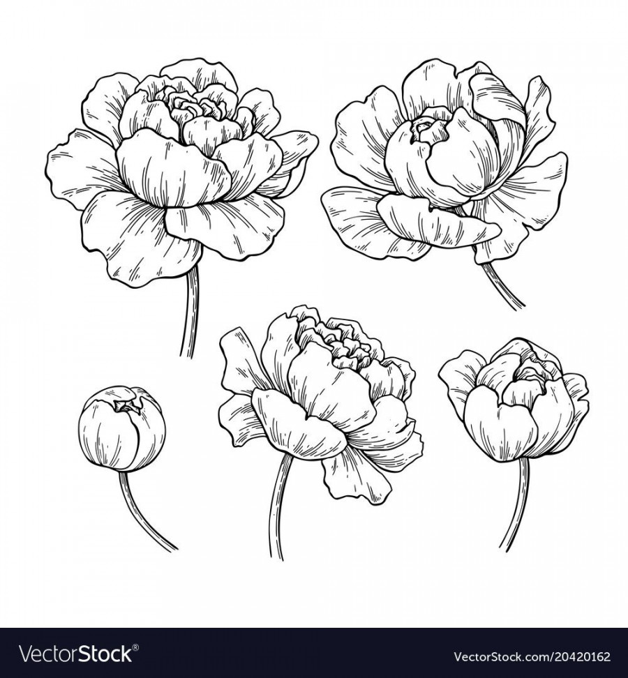 Peony botanical drawing