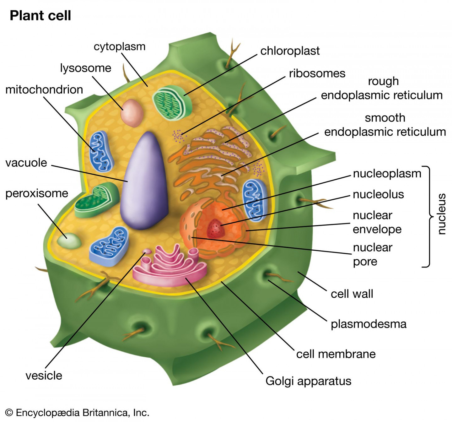 Plant cell  Definition, Characteristics, & Diagram  Britannica