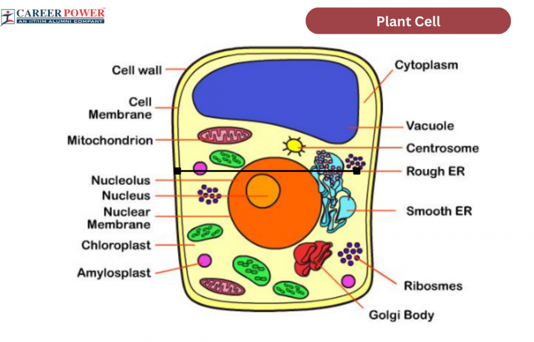 Plant Cell Diagram, Structure, Types and Functions