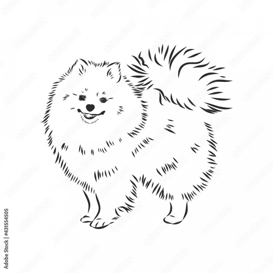 Pomeranian dog hand drawn sketch