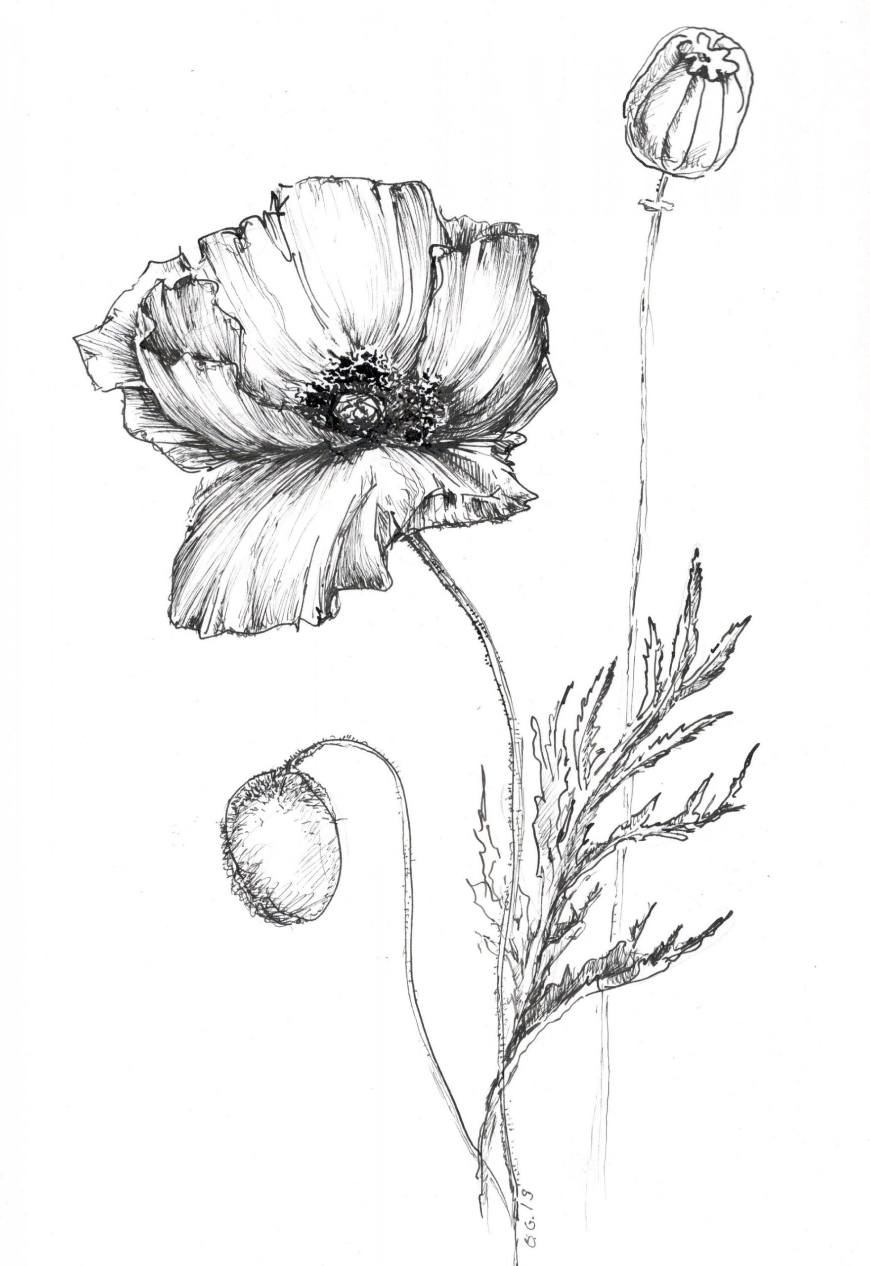 poppy drawing, flower artwork, art print poppy, poppy flower, prints  flowers, black and white, floral wall art, poppy illustration, ink art