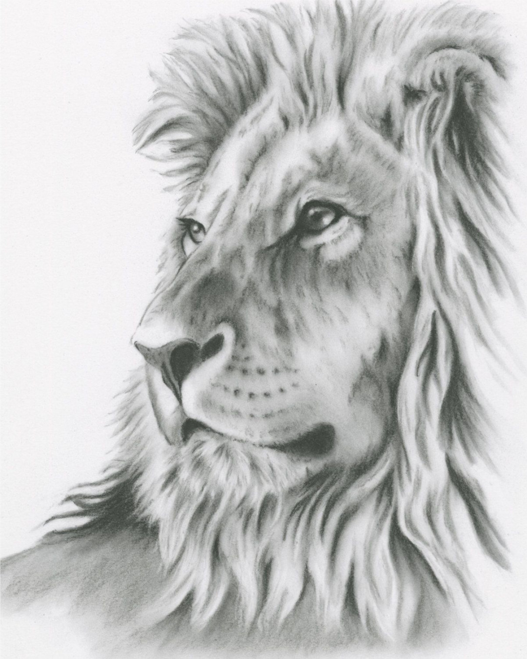 Popular items for lion art on Etsy  Lion art, Lion sketch, Lion