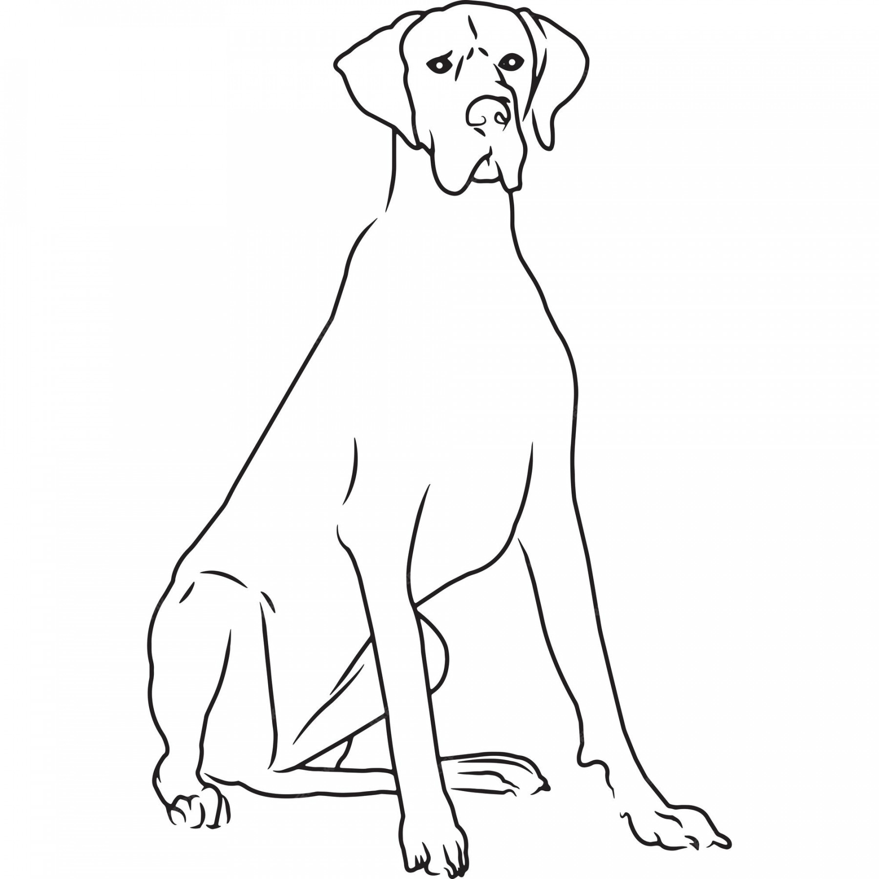 Premium Vector  Great dane dog hand sketched vector drawing