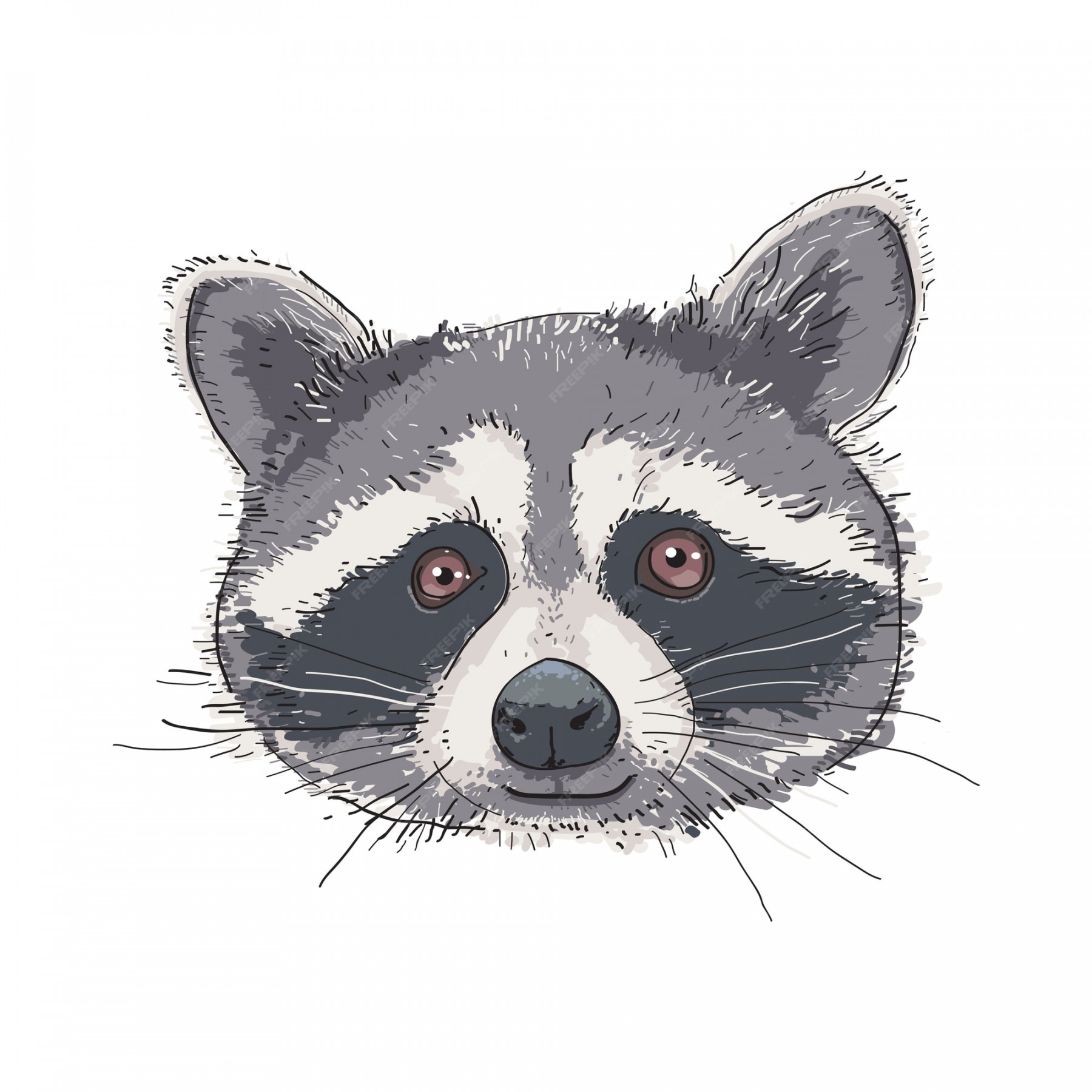 Premium Vector  Hand drawn raccoon