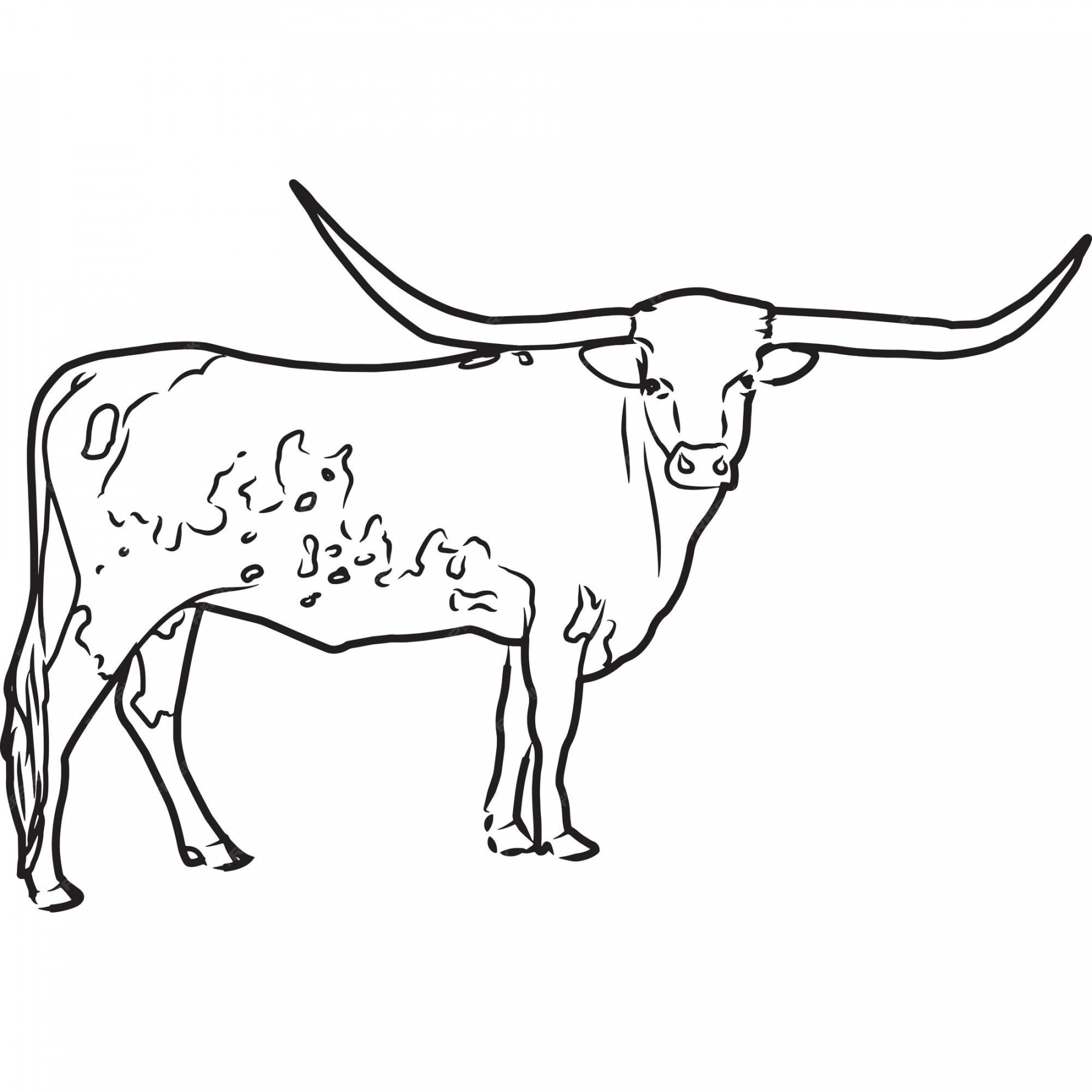 Premium Vector  Hand sketched hand drawn texas longhorn cow vector