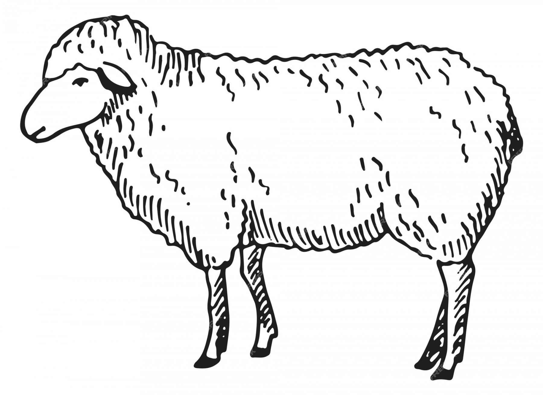 Premium Vector  Lamb sketch farm wool animal sheep drawing