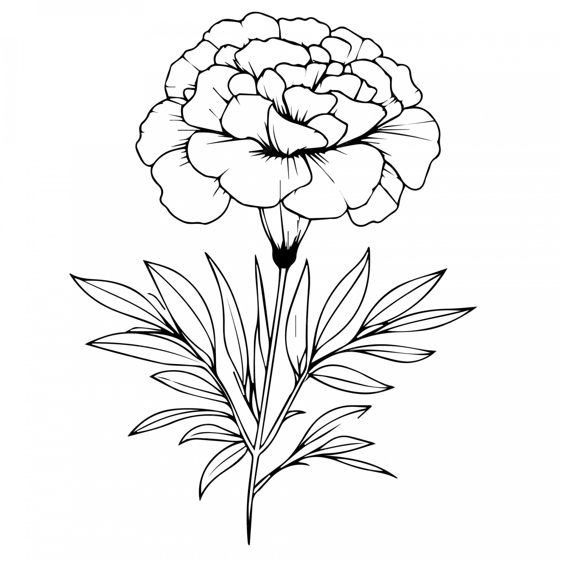 Premium Vector  Marigold flower drawing october birth flower