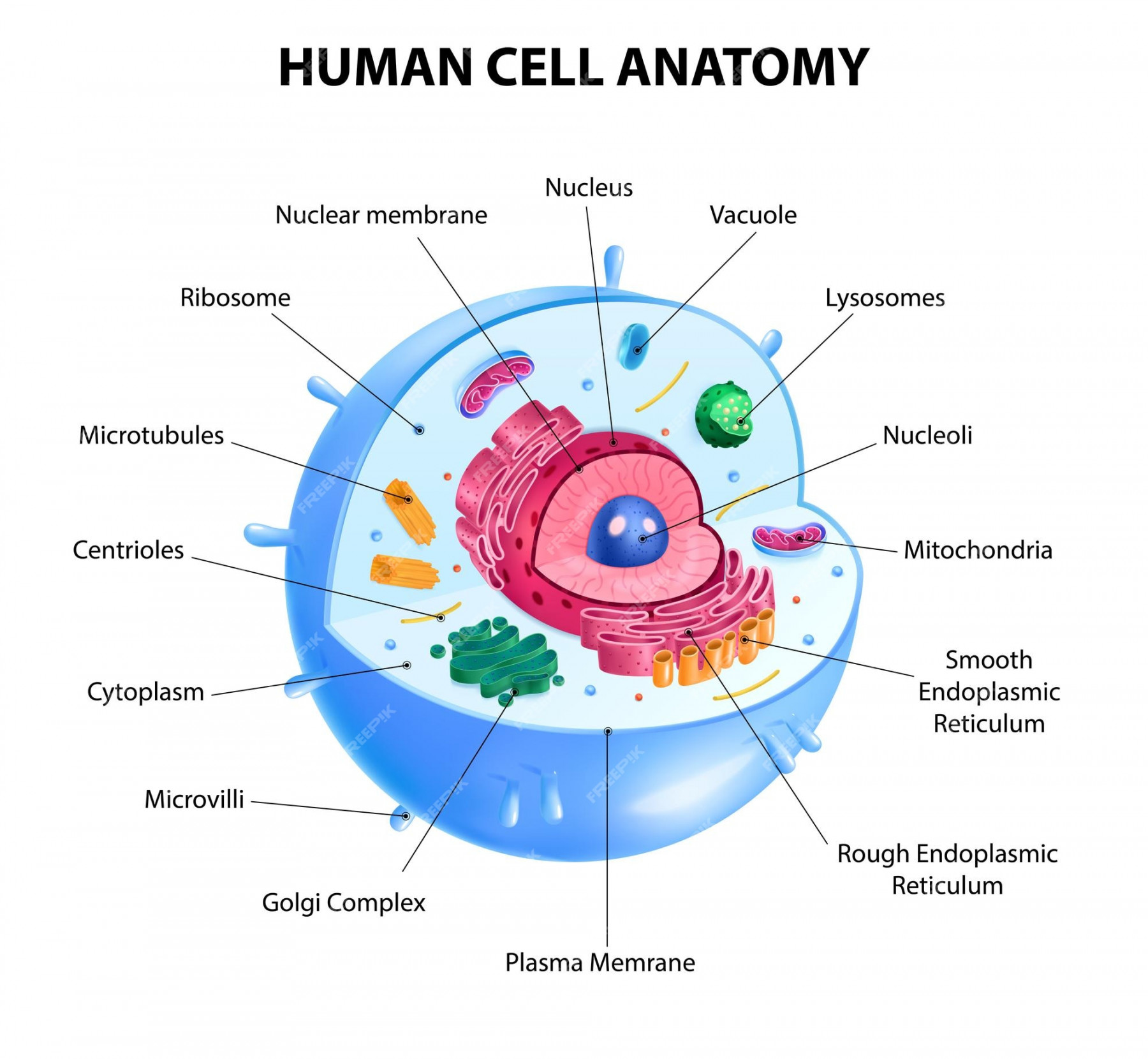 Premium Vector  Realistic human cell anatomy diagram infographic