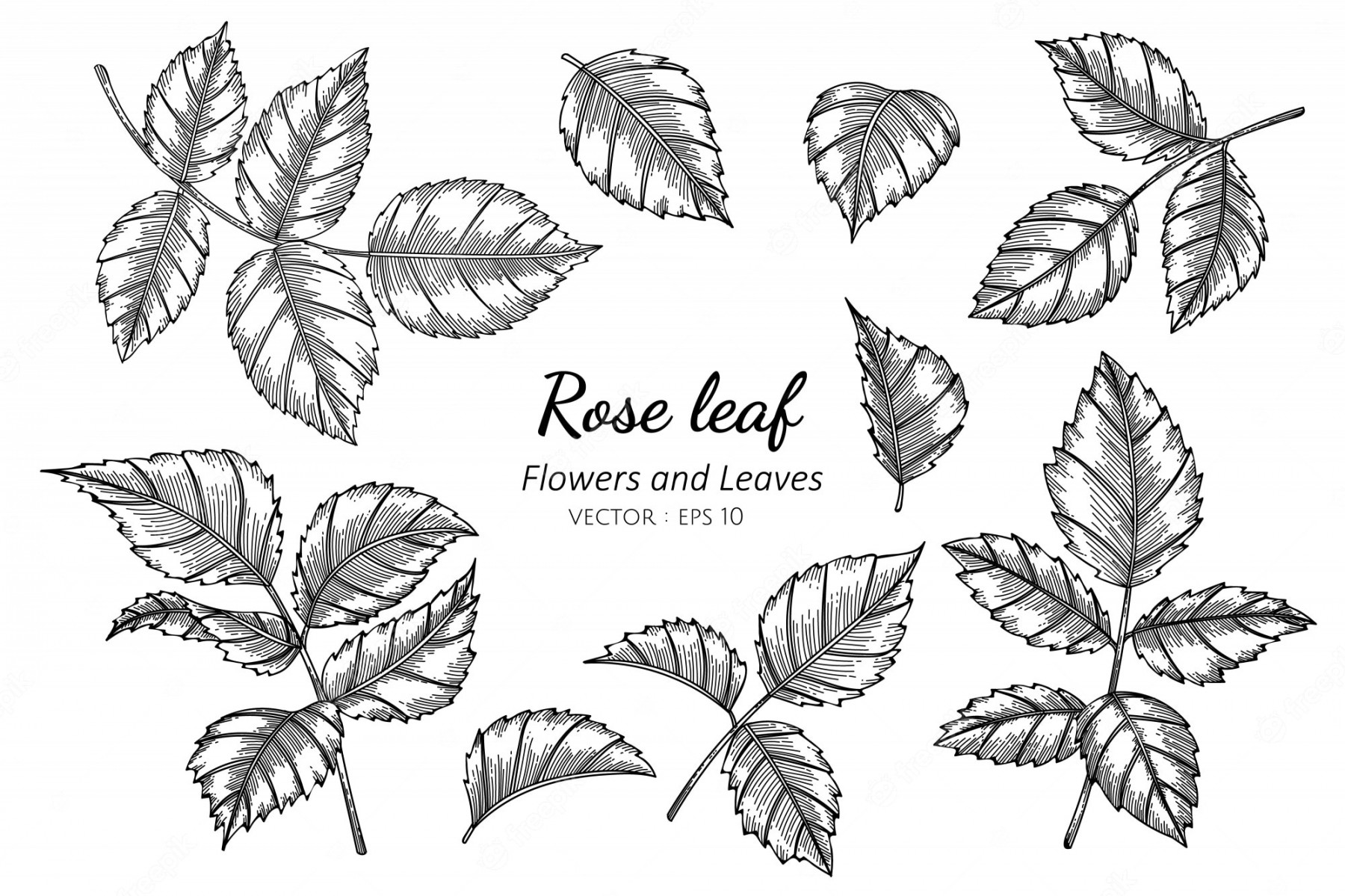 Premium Vector  Set of rose leaf flower drawing illustration with