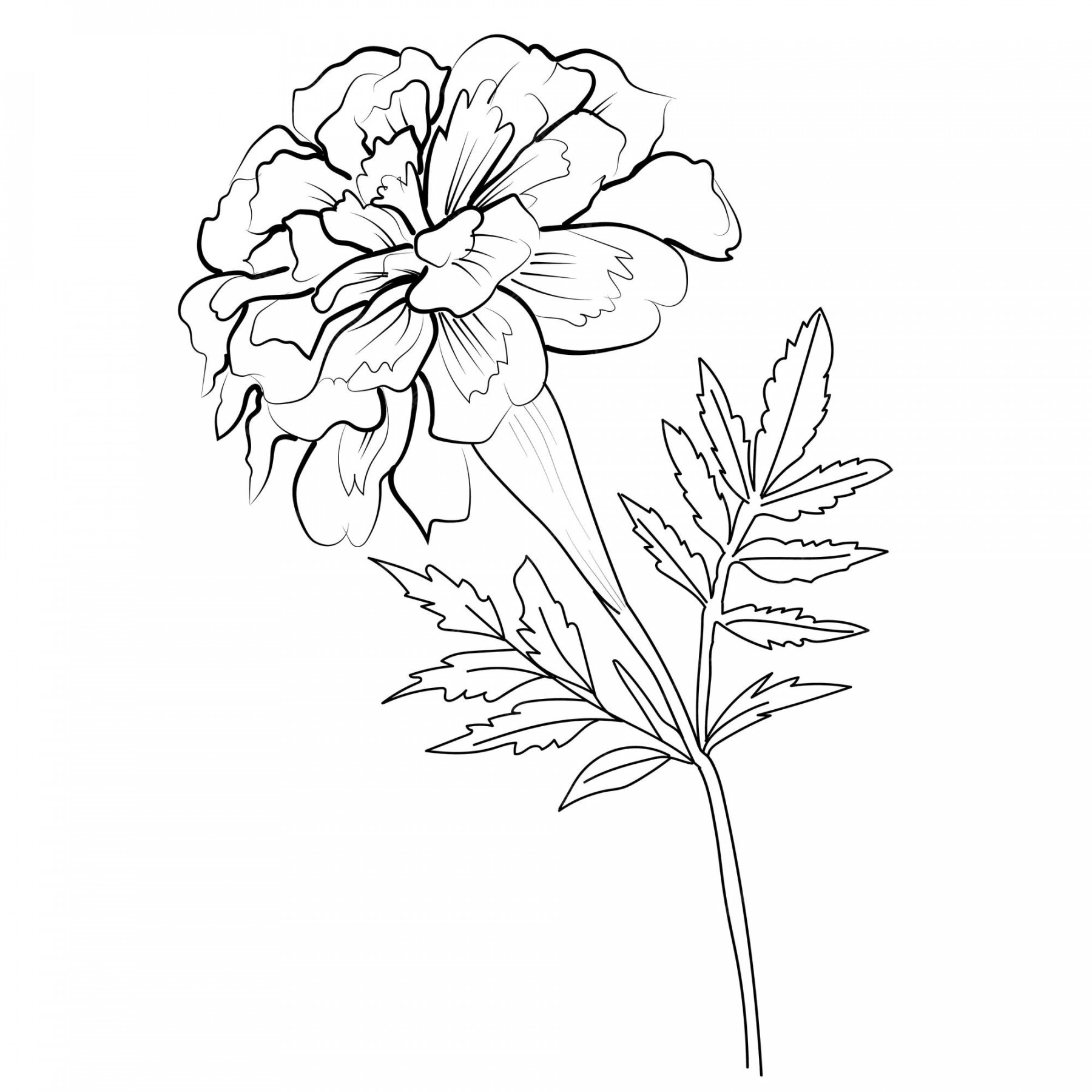 Premium Vector  Vintage marigold drawing outline marigold drawing