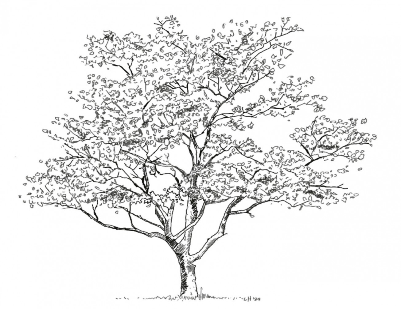 Printable Tree Drawing Artwork, Ink Drawing of a Dogwood Tree