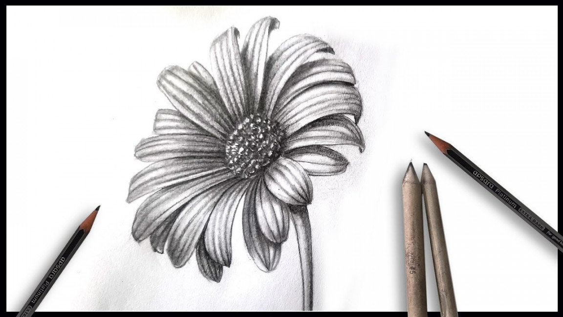 Realistic flower drawing tutorial how to draw daisy flower drawing step by  step