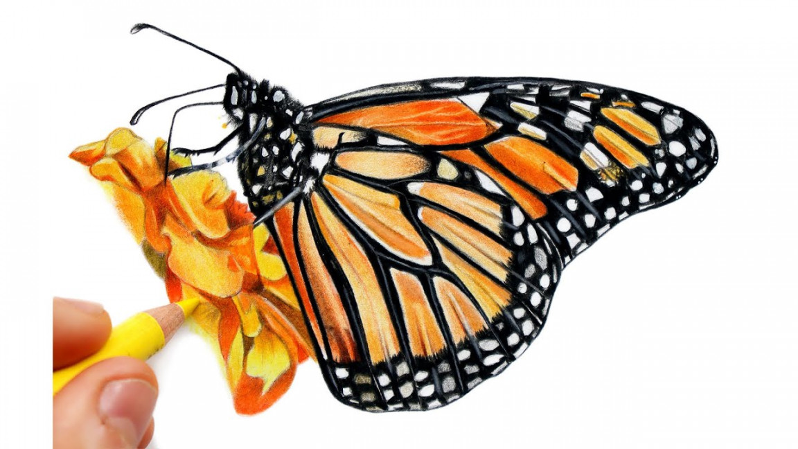 🦋 Realistic Monarch Butterfly Drawing in Coloured Pencils - Time Lapse 🦋