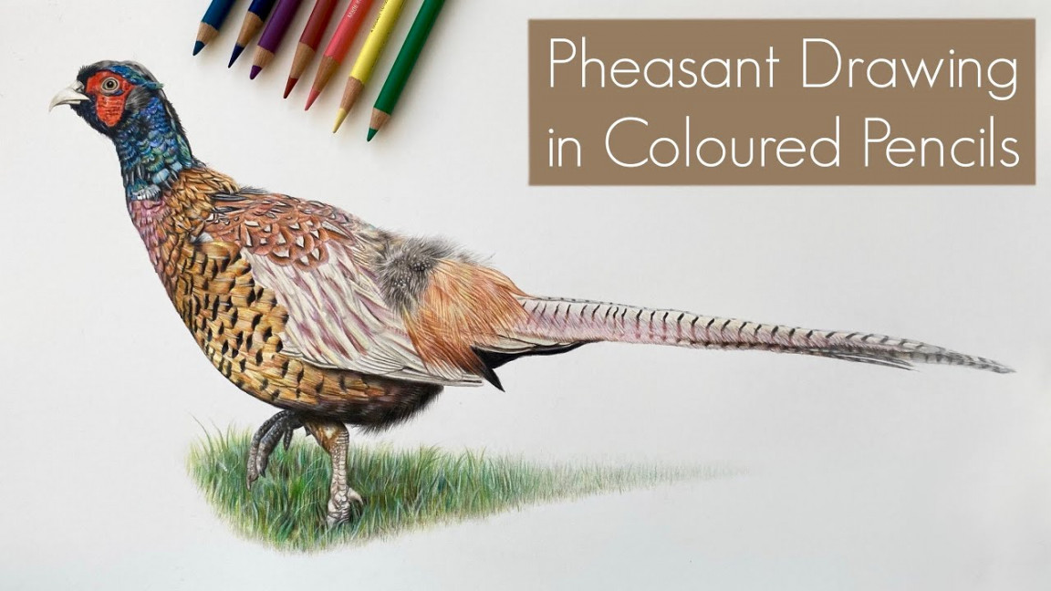 REALISTIC PHEASANT DRAWING IN COLOURED PENCILS