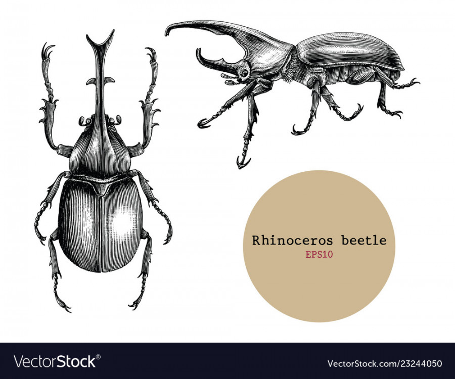 Rhinoceros beetle hand drawing vintage engraving Vector Image