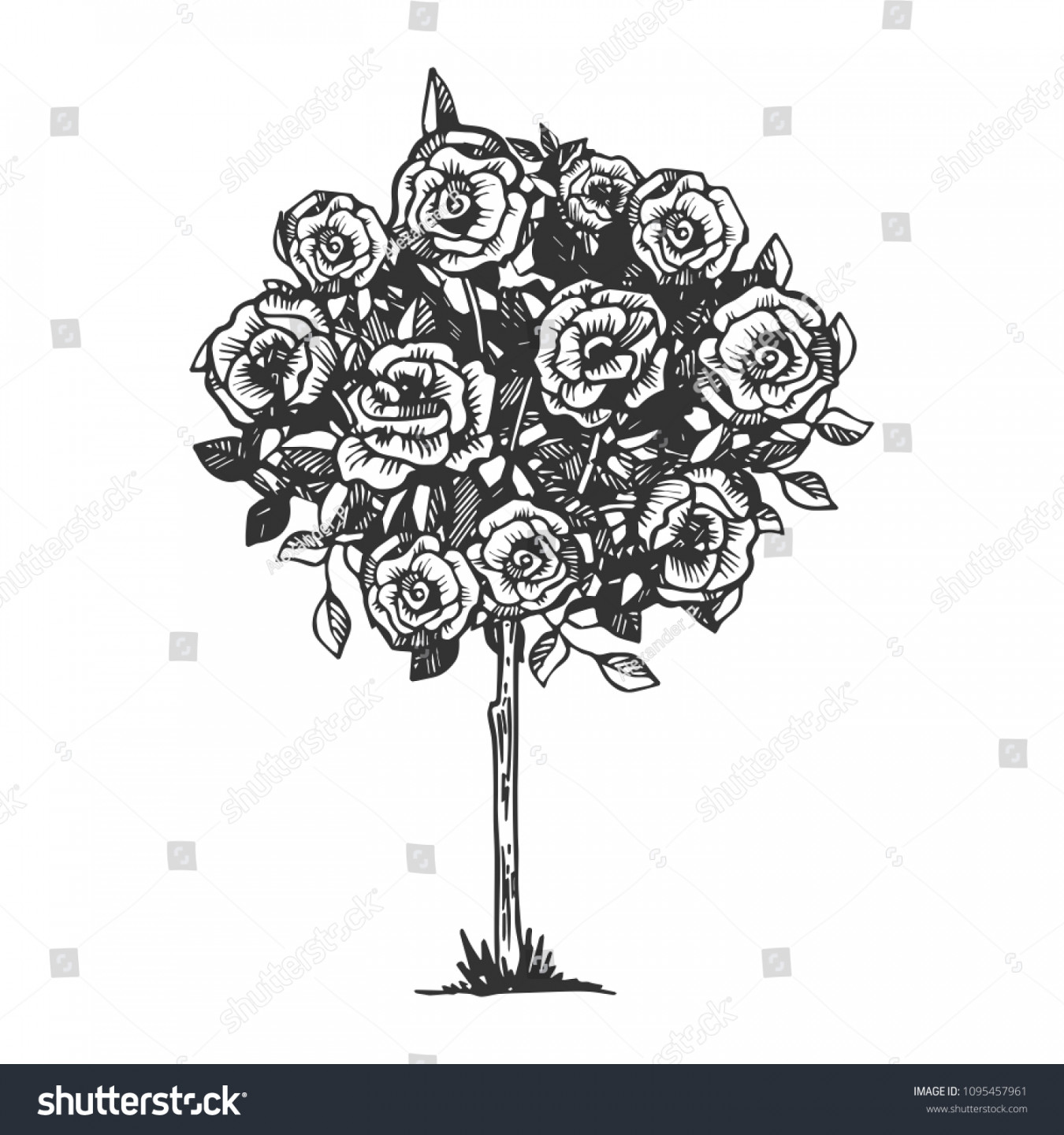 Rose Flowers Bush Engraving Vector Illustration Stock Vector